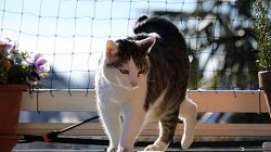 rete protezione gatti dal balcone e volatili